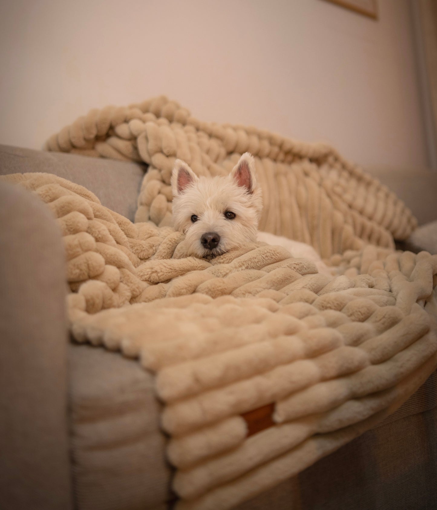 Fluffy blanket for Dog Man COZY TIME