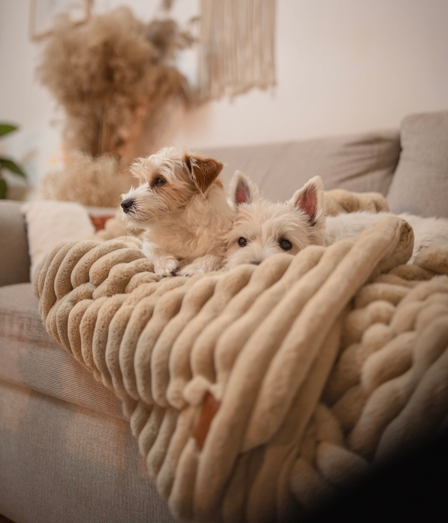 Fluffy blanket for Dog Man COZY TIME