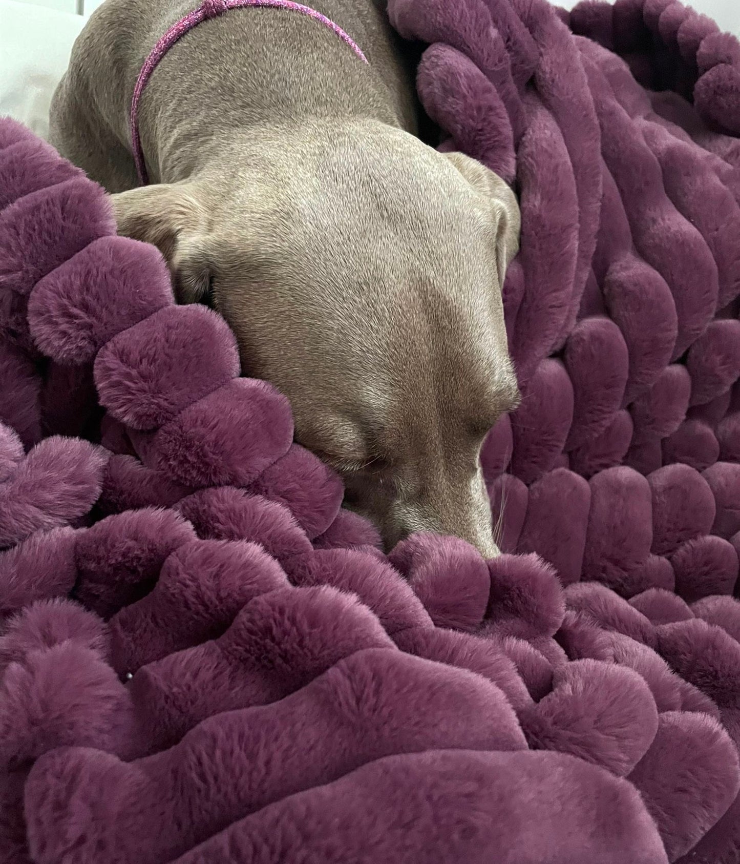 Fluffy blanket for a dog COZY TIME