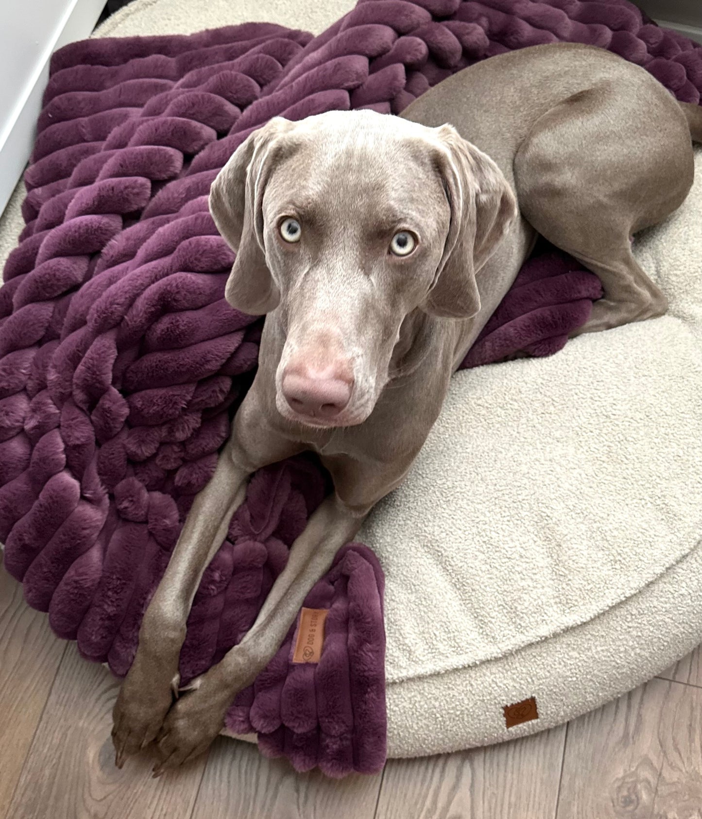 Fluffy blanket for a dog COZY TIME