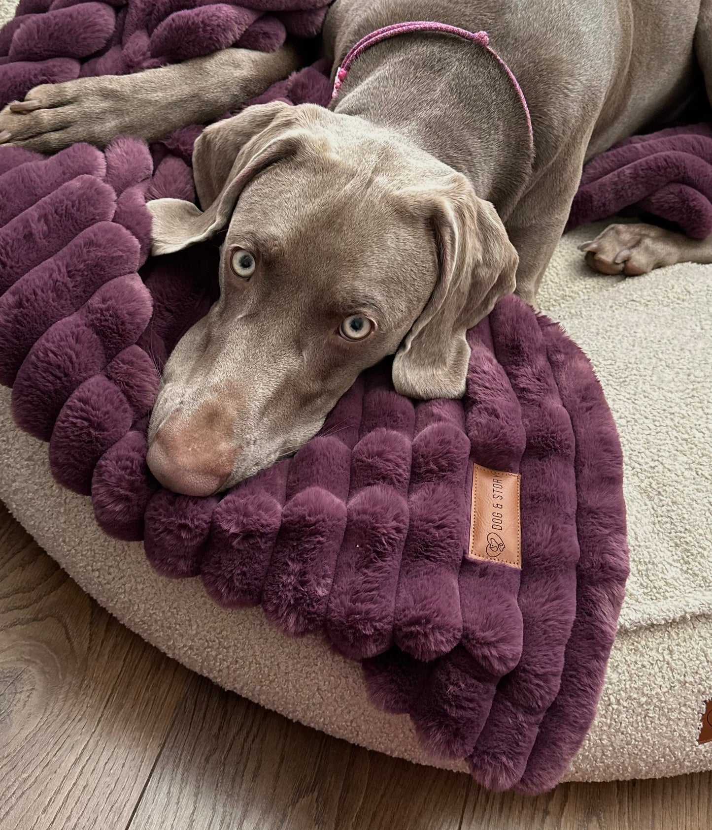 Fluffy blanket for a dog COZY TIME