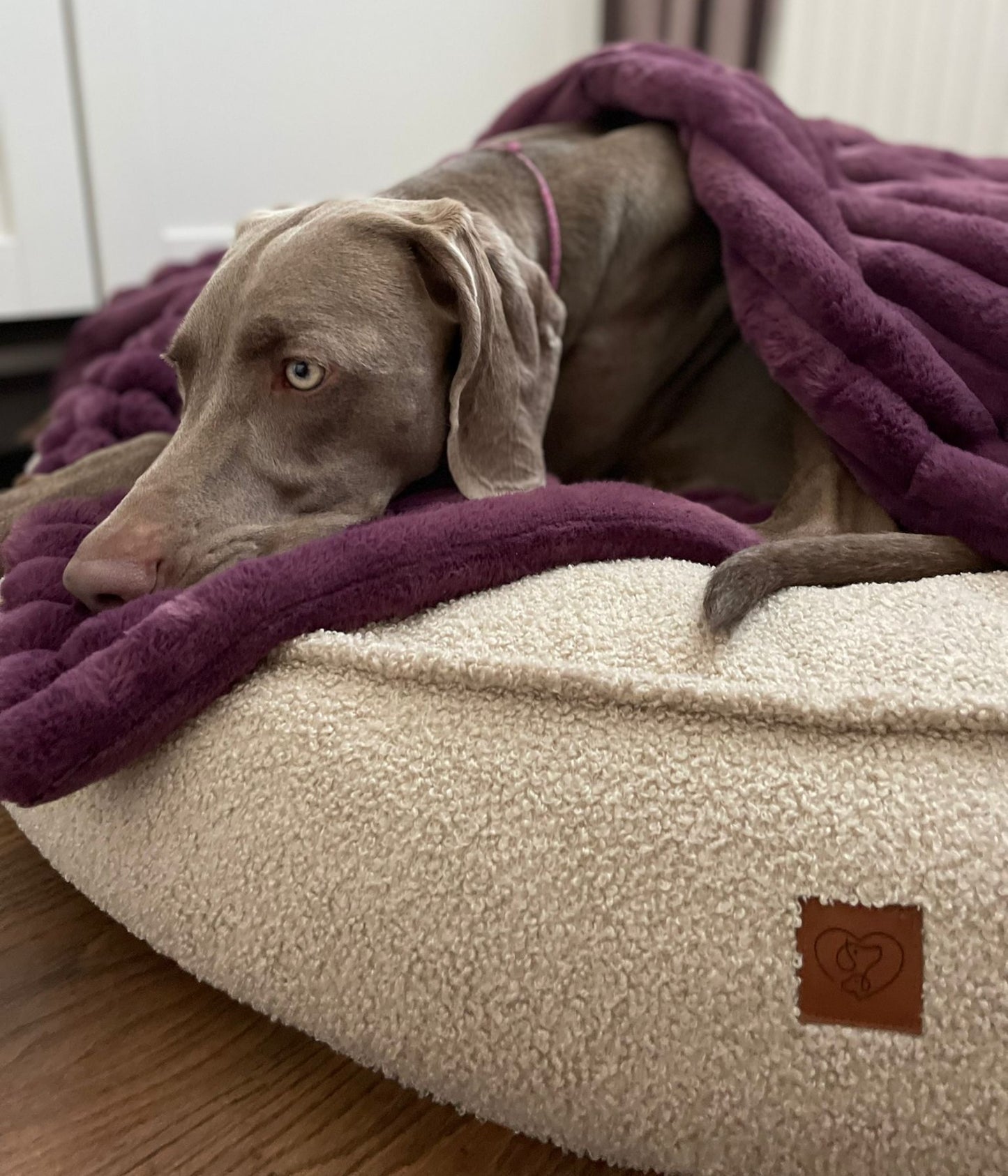Fluffy blanket for a dog COZY TIME