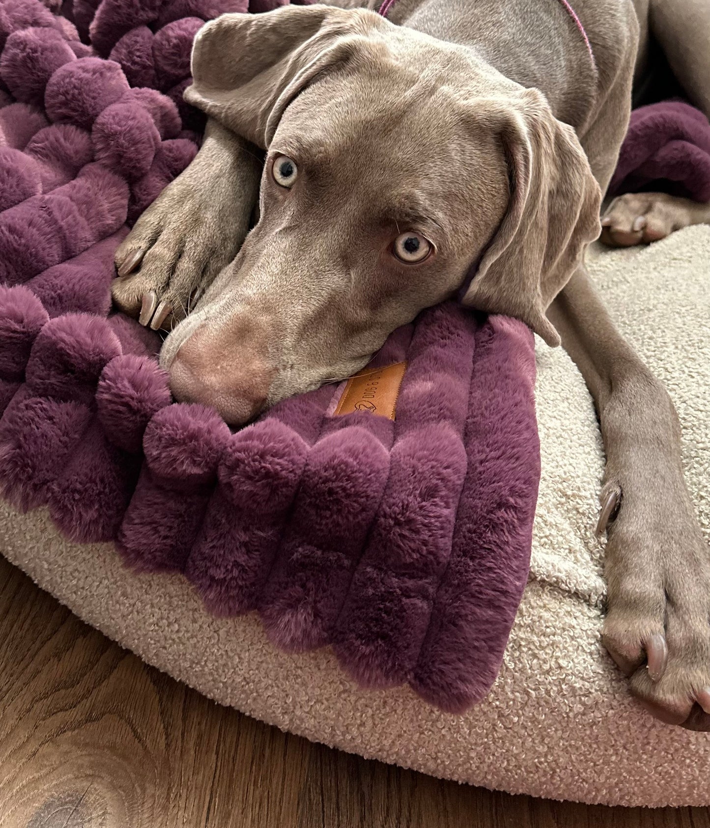 Fluffy blanket for a dog COZY TIME