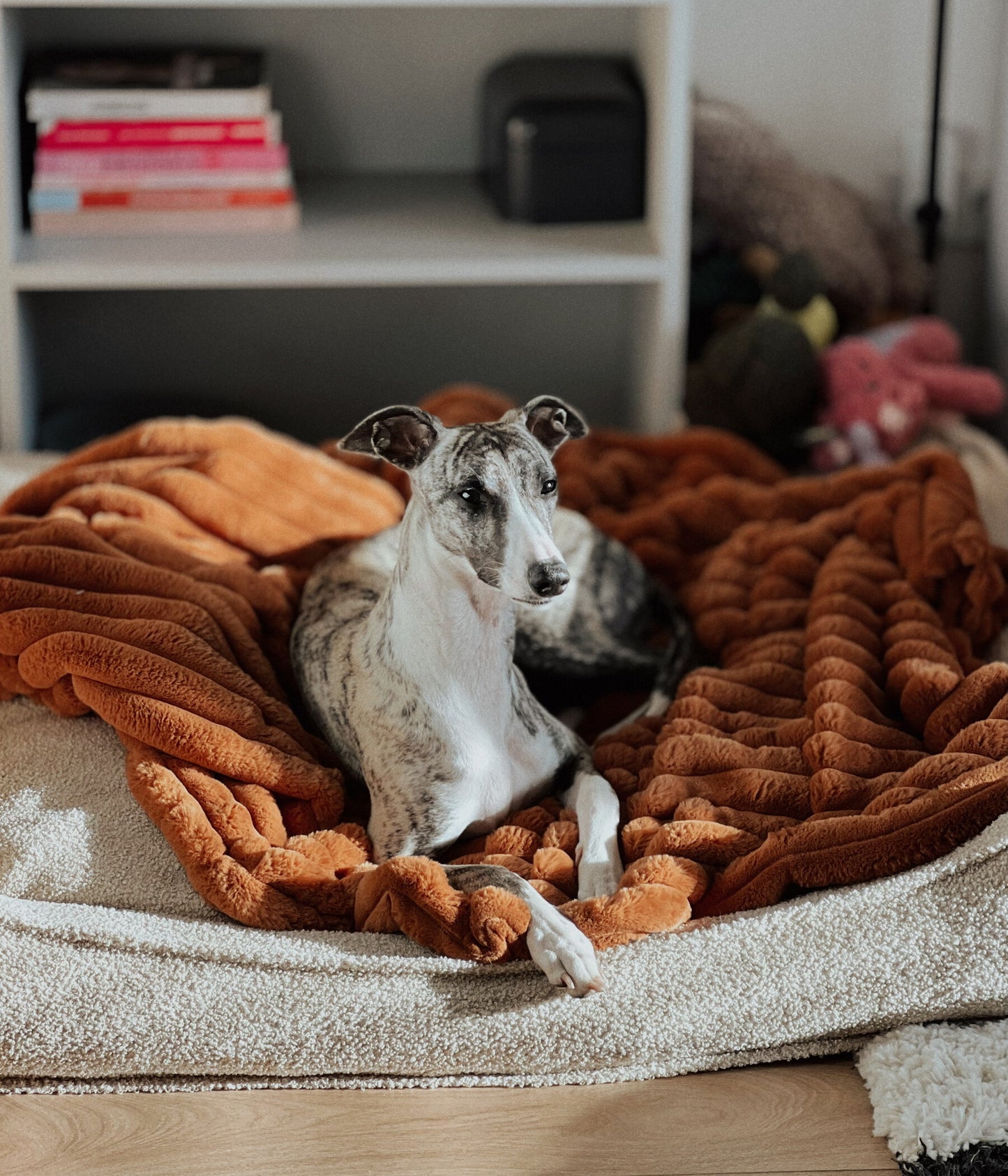 Fluffy blanket for a dog COZY TIME