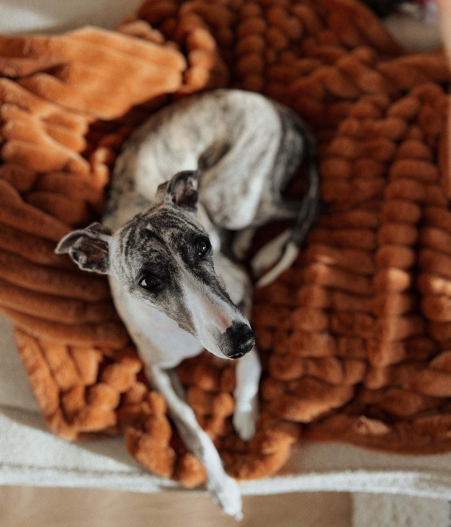 Fluffy blanket for a dog COZY TIME