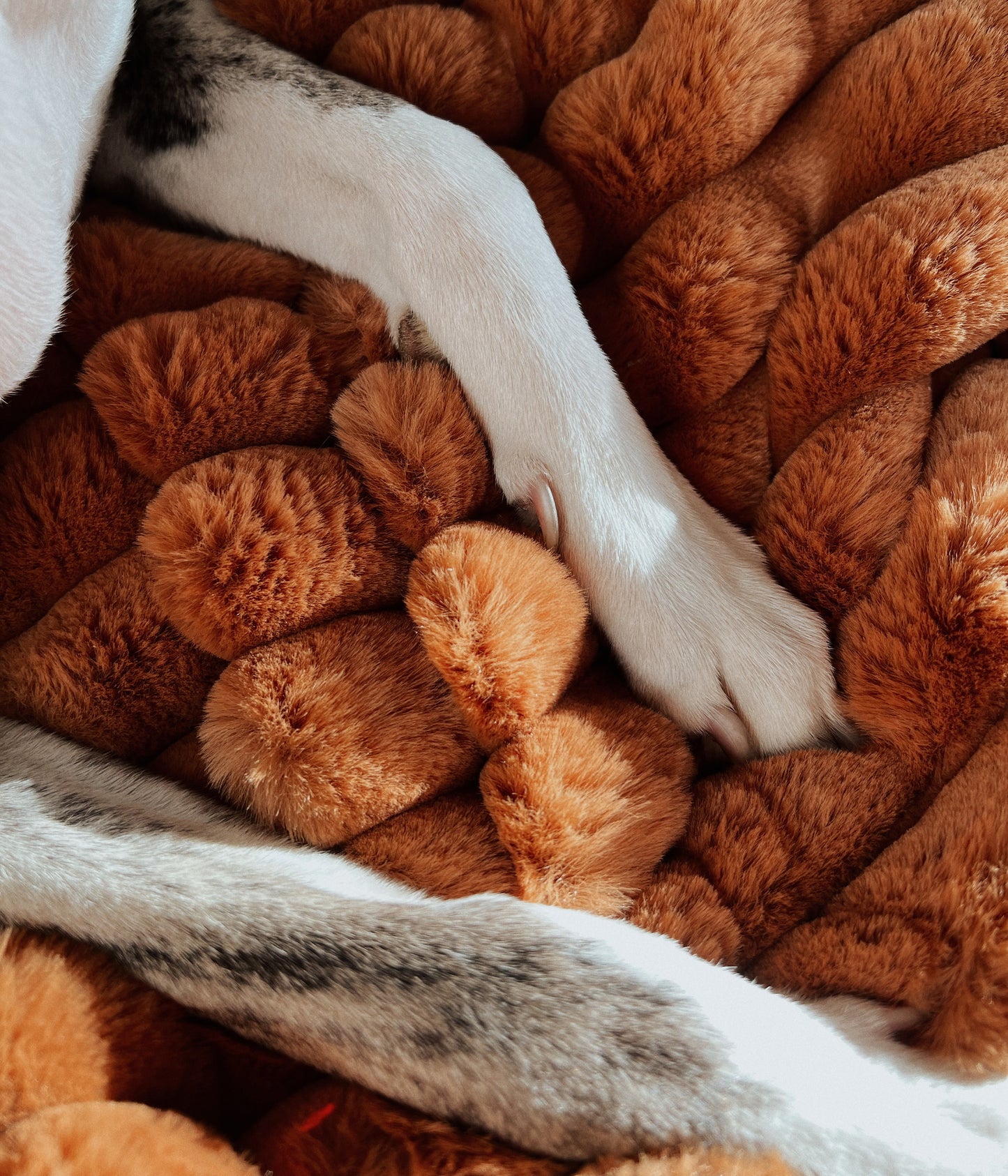 Fluffy blanket for a dog COZY TIME